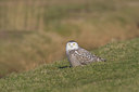 BUITEN BEELD Foto: 49607