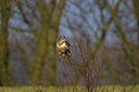 BUITEN BEELD Foto: 49623