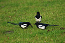 BUITEN BEELD Foto: 49627