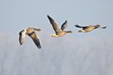 BUITEN BEELD Foto: 49646