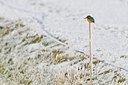 BUITEN BEELD Foto: 49677