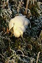 BUITEN BEELD Foto: 49683