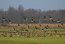 BUITEN BEELD Foto: 49735