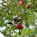 BUITEN BEELD Foto: 49802