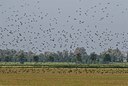 BUITEN BEELD Foto: 49945