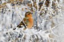 BUITEN BEELD Foto: 49983