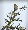 BUITEN BEELD Foto: 50033