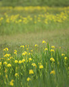 BUITEN BEELD Foto: 50075