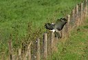 BUITEN BEELD Foto: 50160