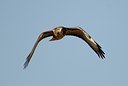 BUITEN BEELD Foto: 50162