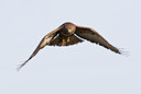 BUITEN BEELD Foto: 50164