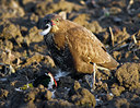 BUITEN BEELD Foto: 50176