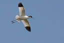 BUITEN BEELD Foto: 50231