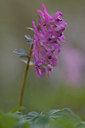 BUITEN BEELD Foto: 50262
