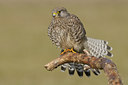 BUITEN BEELD Foto: 50278