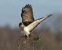 BUITEN BEELD Foto: 50281