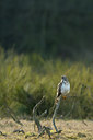 BUITEN BEELD Foto: 50285
