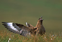 BUITEN BEELD Foto: 50298