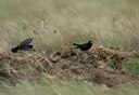 BUITEN BEELD Foto: 50304