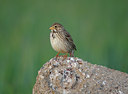 BUITEN BEELD Foto: 50315