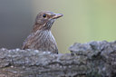 BUITEN BEELD Foto: 50336