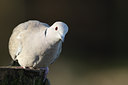 BUITEN BEELD Foto: 50341