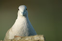 BUITEN BEELD Foto: 50344