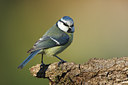BUITEN BEELD Foto: 50346
