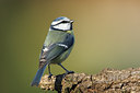 BUITEN BEELD Foto: 50357