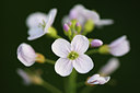 BUITEN BEELD Foto: 50370