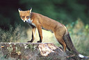 BUITEN BEELD Foto: 50478