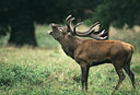 BUITEN BEELD Foto: 50487