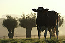 BUITEN BEELD Foto: 50502