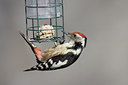 BUITEN BEELD Foto: 50512
