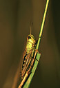 BUITEN BEELD Foto: 50547