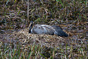 BUITEN BEELD Foto: 50556