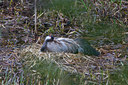 BUITEN BEELD Foto: 50558