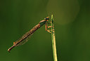 BUITEN BEELD Foto: 50566