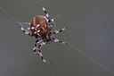 BUITEN BEELD Foto: 50568
