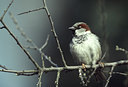 BUITEN BEELD Foto: 50578