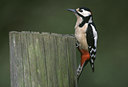 BUITEN BEELD Foto: 50581