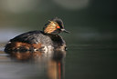 BUITEN BEELD Foto: 50586