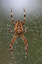 BUITEN BEELD Foto: 50611