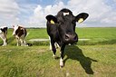 BUITEN BEELD Foto: 50629