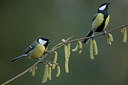 BUITEN BEELD Foto: 50634