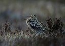 BUITEN BEELD Foto: 50655