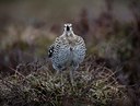BUITEN BEELD Foto: 50660