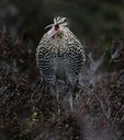BUITEN BEELD Foto: 50666
