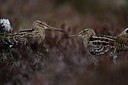 BUITEN BEELD Foto: 50668