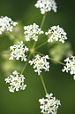 BUITEN BEELD Foto: 50690